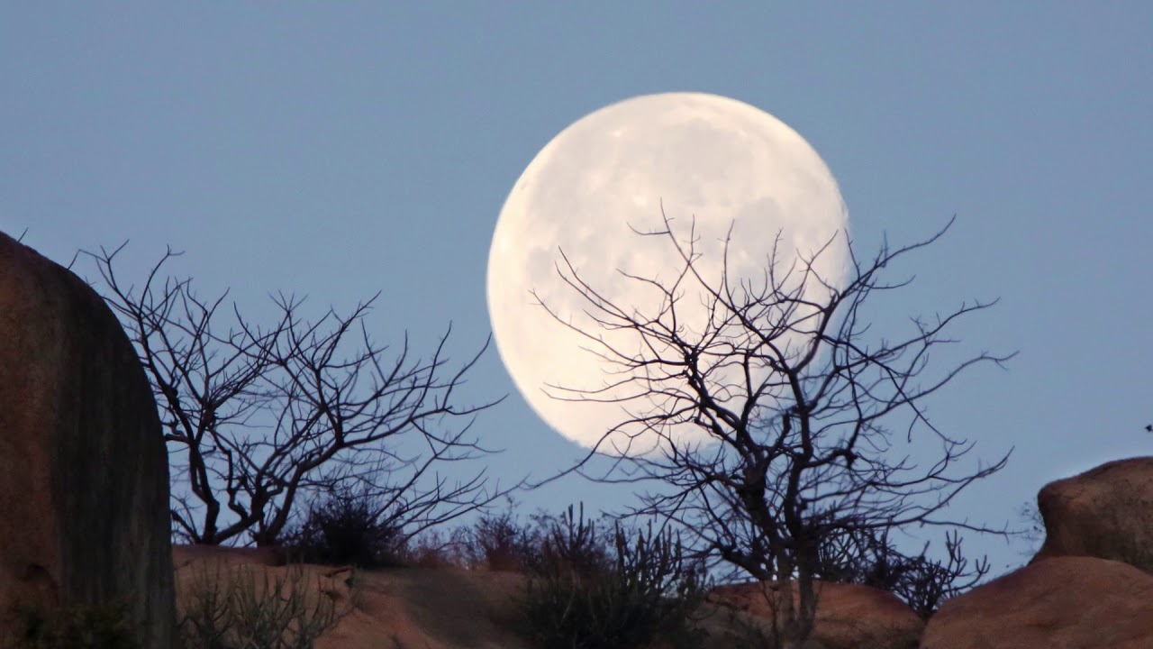 My Best Shots - Volume - I (Nature and wildlife)  #udaykhatri #photography #jamnagar #naturewildlife