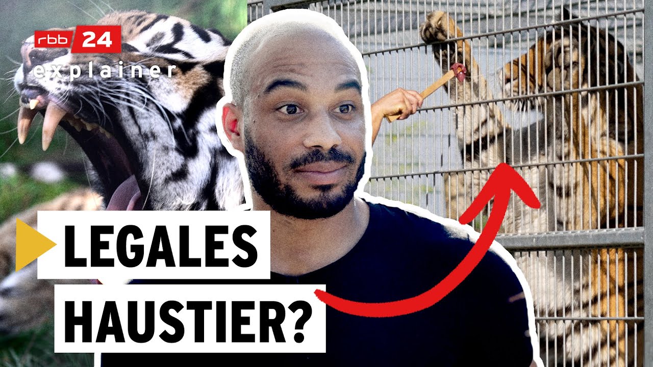 Raubtiere und Krokodile im Garten halten: Gefährlich aber legal | rbb24 explainer