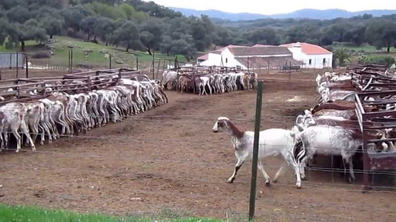 Las Cabras de 