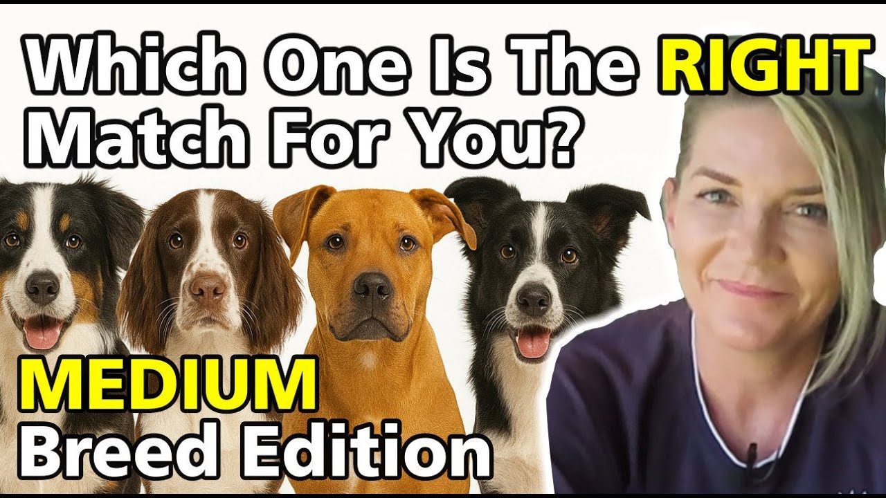 Which MEDIUM Breed Is Right for You? Trainer’s Review