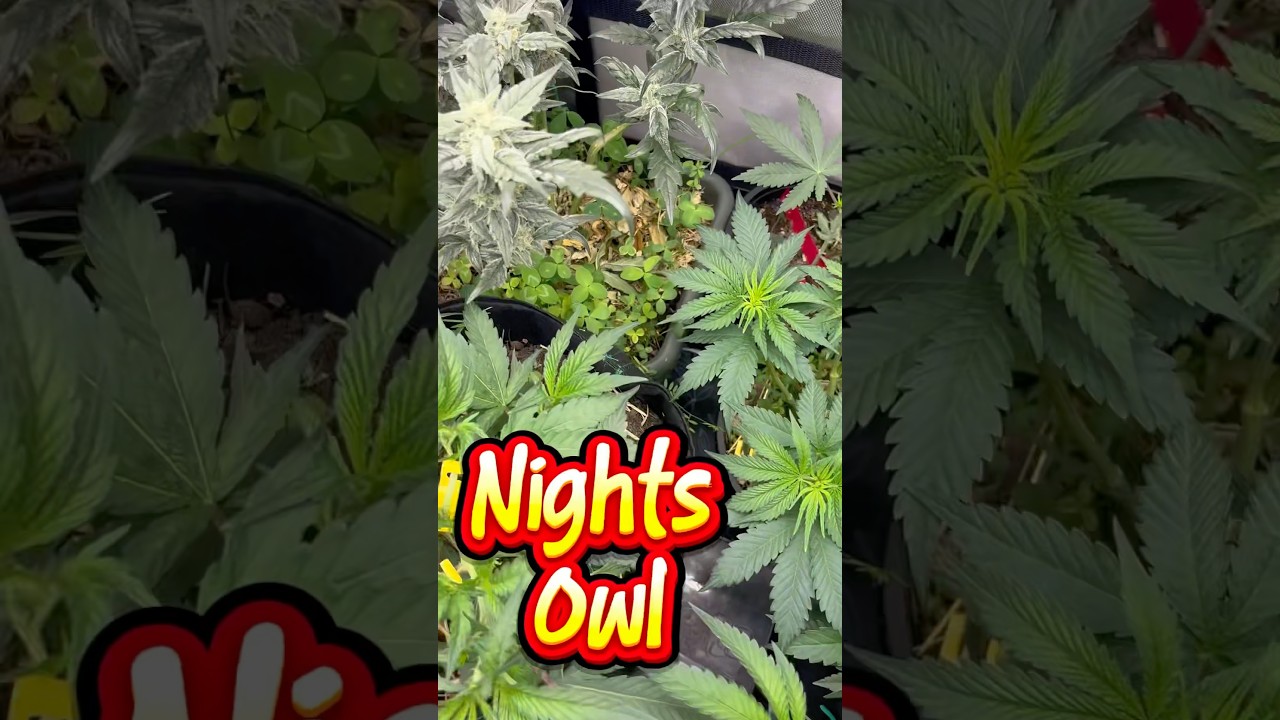 Night Owl Strawberry milk and Qookies Remix day 31 Flower #buildasoil#nightowlautos