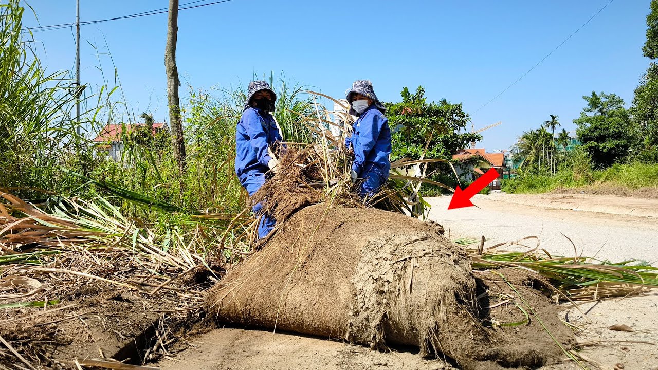 We Were Shocked To See The Horrific Roots Of Giant Weeds On Flooded Sidewalks!