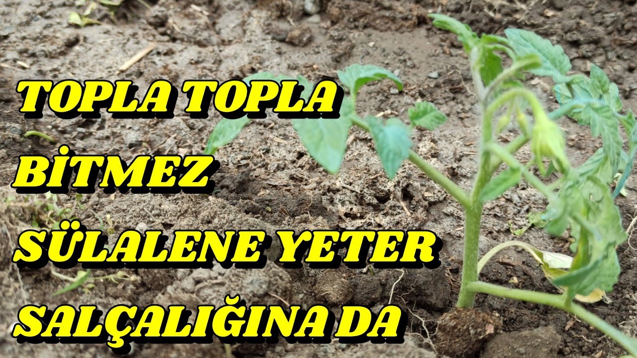 Kilosu 20₺, Fidesi Bile 5₺, O Halde Kendin Üret