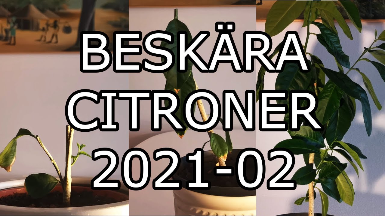 Citroner, beskärning 2021-02
