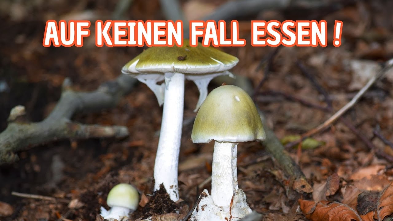 7 h&auml;ufige Giftpilze, die du kennen musst | Giftige Pilze in Deutschland