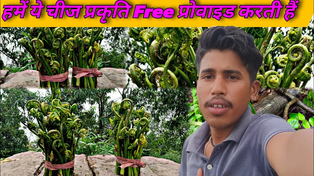 पहाड़ी जंगली सब्जी लिंगुड़ जो हमें प्रकृति 🆓 में देती हैं || Pahadi Lifestyle Vlog || Seetavani Vlog