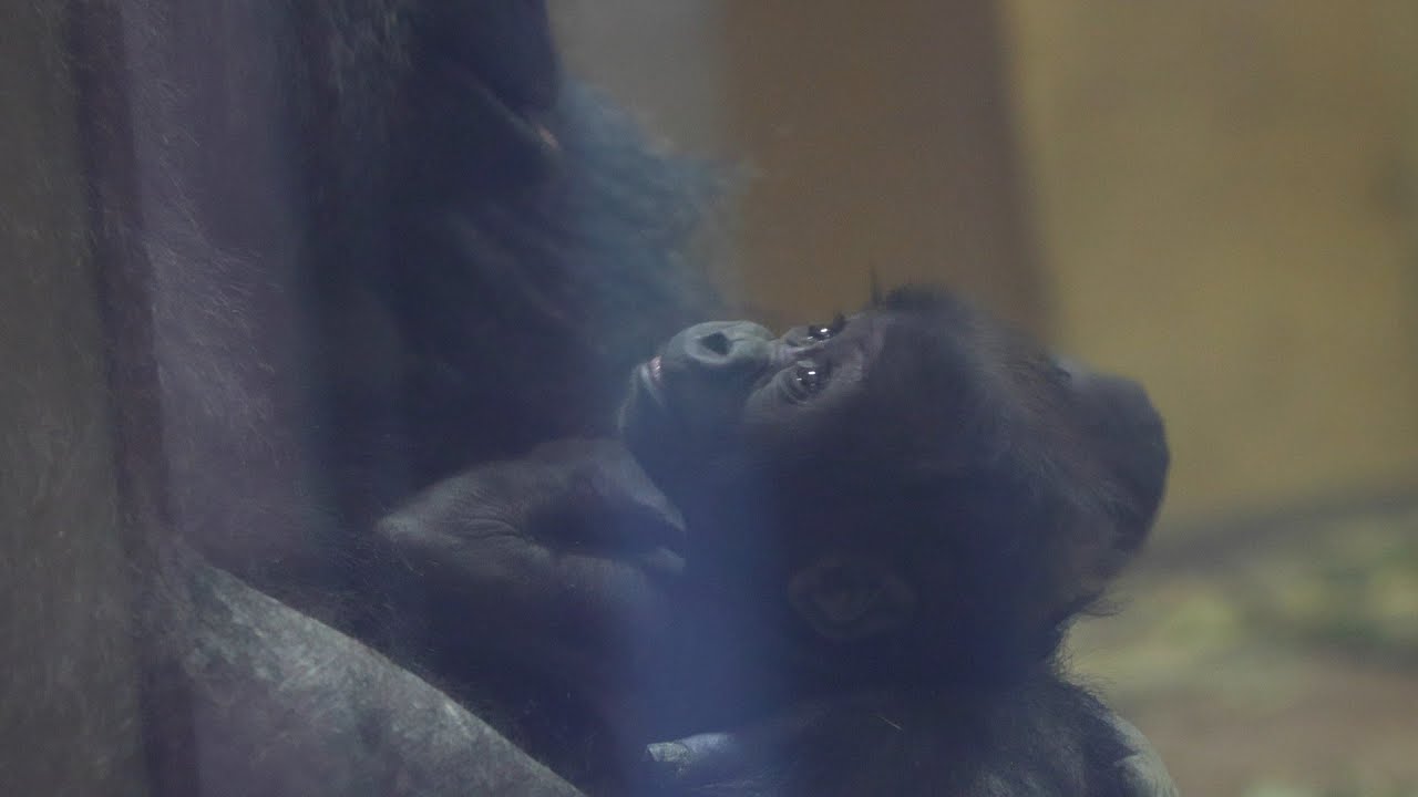 ゴリラの赤ちゃん｜天使のまなざしでママを見つめる｜京都市動物園｜撮影日2006.1.23｜【きょうのゴリラ】