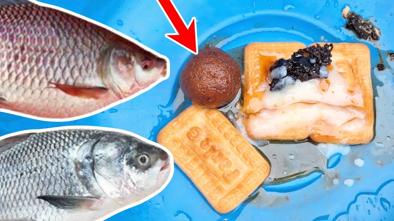रोहू मछलियों की भीड़ दौड़ती हुई आती है इस चारे पर | No. 1 bait for rohu , mrigal fish