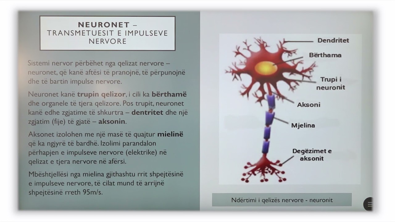 7 06 033 - Java 17 - Biologji - kush e ndërton sistemin nervor P