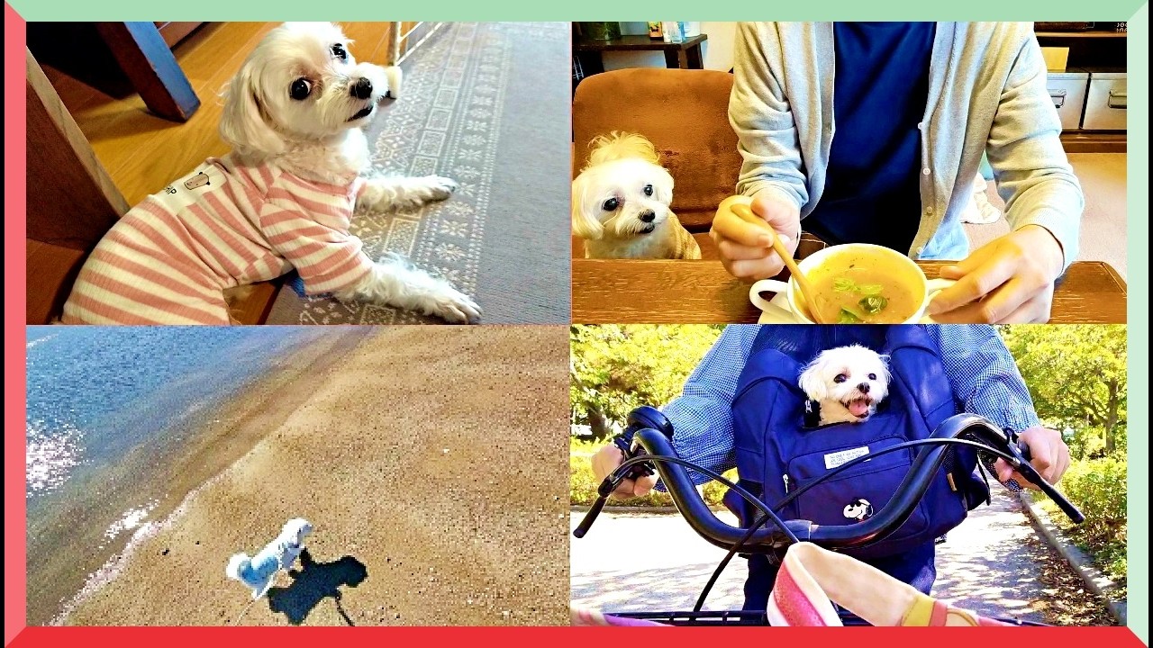 季節の変わり目の寒い日と暖かい日の過ごし方🍂元繁殖犬保護犬マルチーズと50代主婦の秋の暮らし｜かぼちゃスープと海と自転車