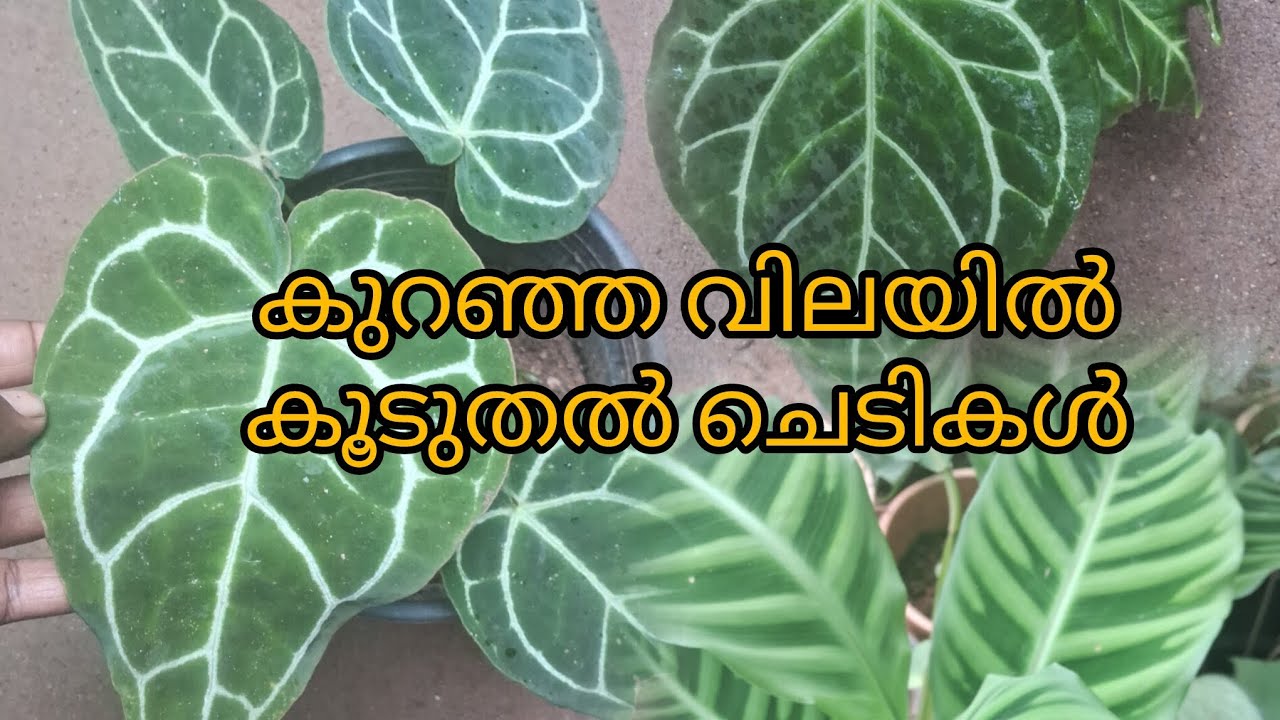 കുറഞ്ഞ വിലയിൽ കൂടുതൽ ചെടികൾ SAN GARDEN 9567433795