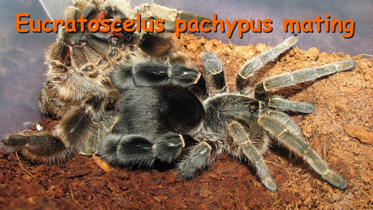Eucratoscelus pachypus matings