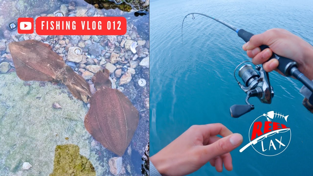 Squid Eging, Soft Baiting & Bait Fishing in Wellington Harbor