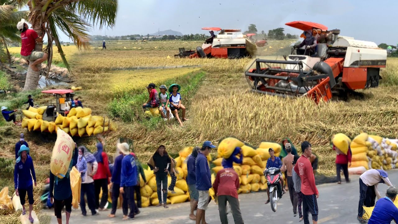 Harvest rice on farm in South Vietnam - Goes to the market sell - Live with nature