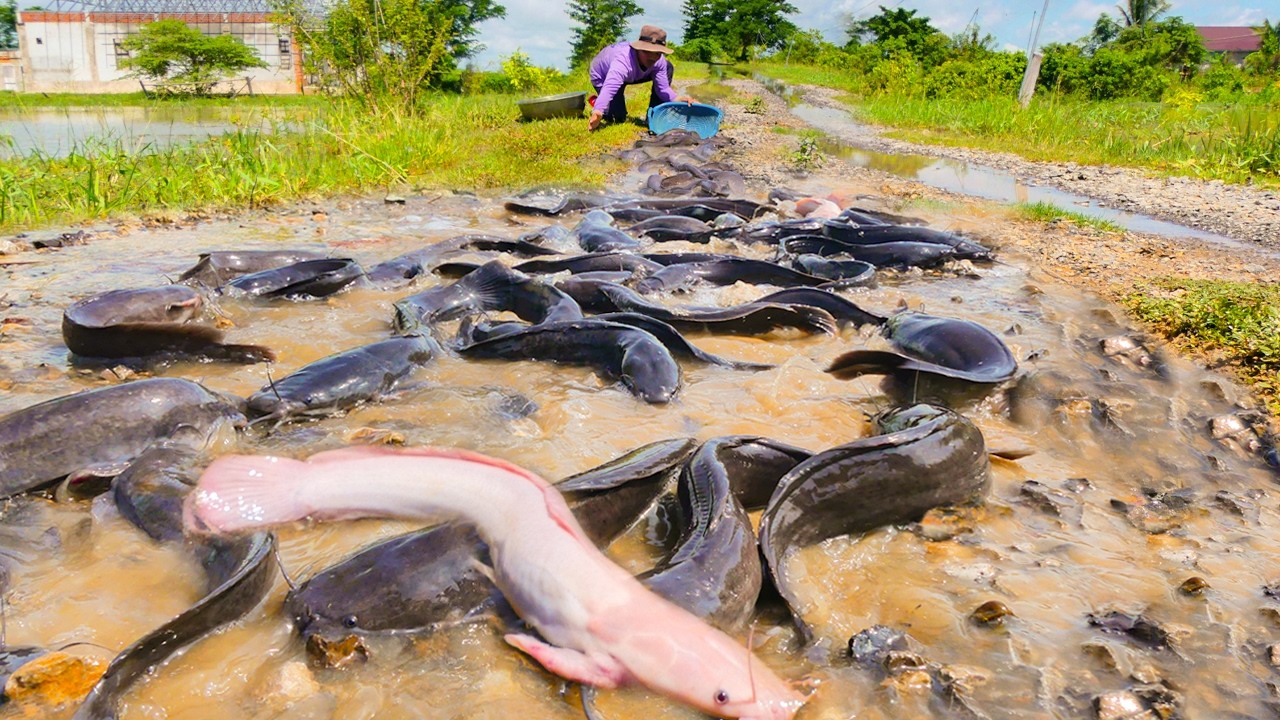 Catching Giant Catfish by Hand During Flood – Unbelievable!