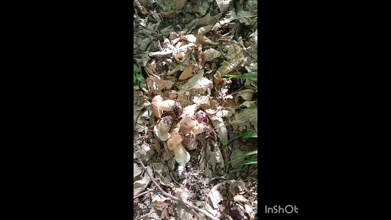 Esplosione di porcini 🍄