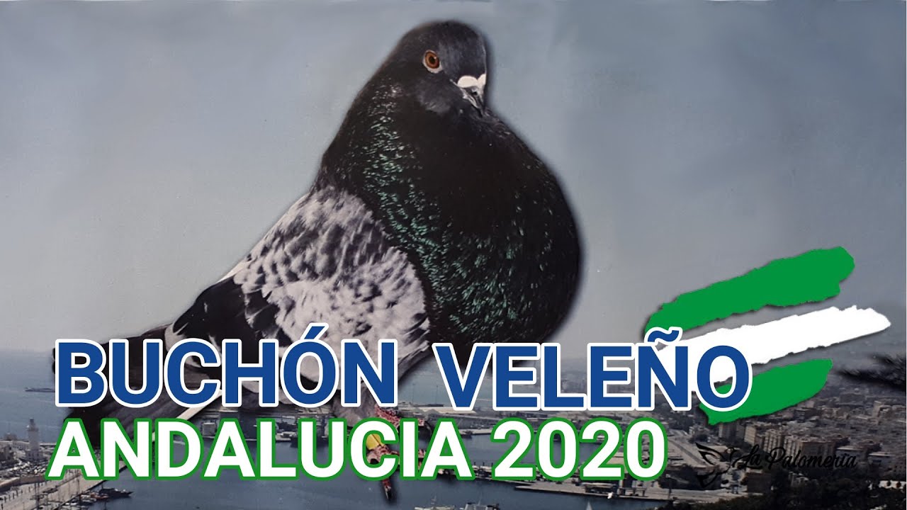 Buchón Veleño Campeonato Andalucía 2020