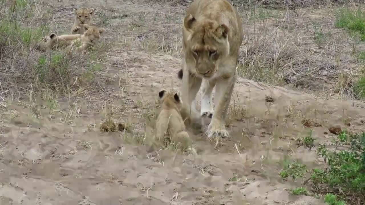 Lioness and her cubs in the Sabi Sands, South Africa.