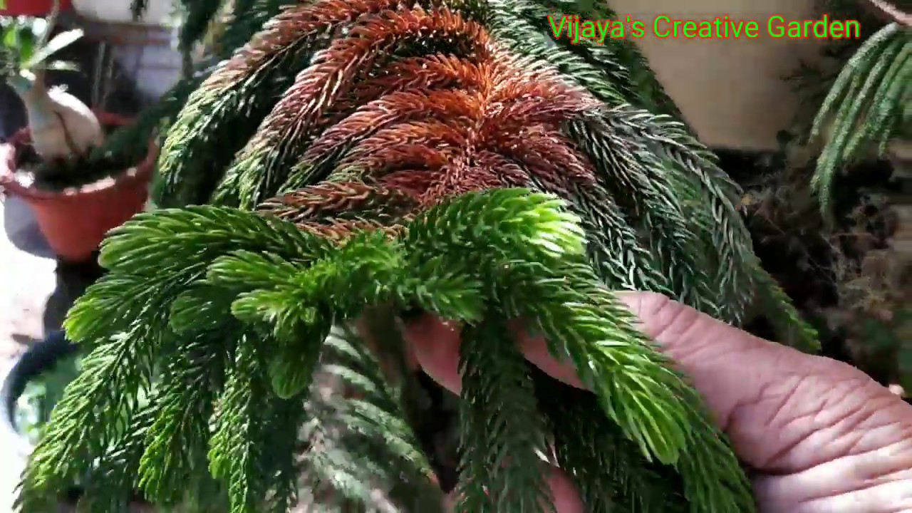 Why leaves of araucaria  turning brown, yellow अरोकेरिया की पत्तिया सूख क्यो रही है