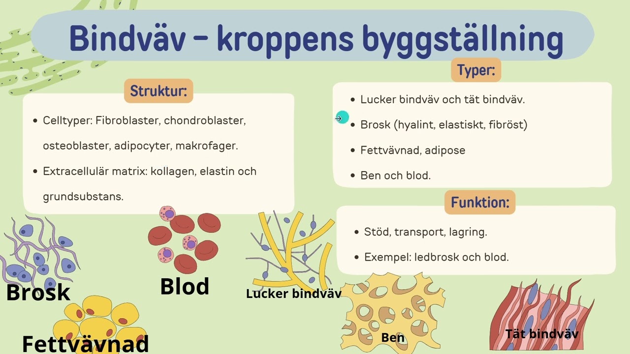 kroppens olika vävnader och deras funktion