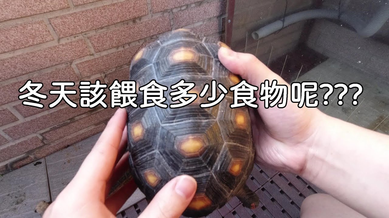 冬天餵食量剛如何抓呢??【九桃分享養爬蟲-《Reptiles》】