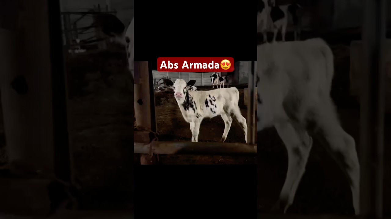 Born to Perform &ndash; ABS ARMADA 🚀