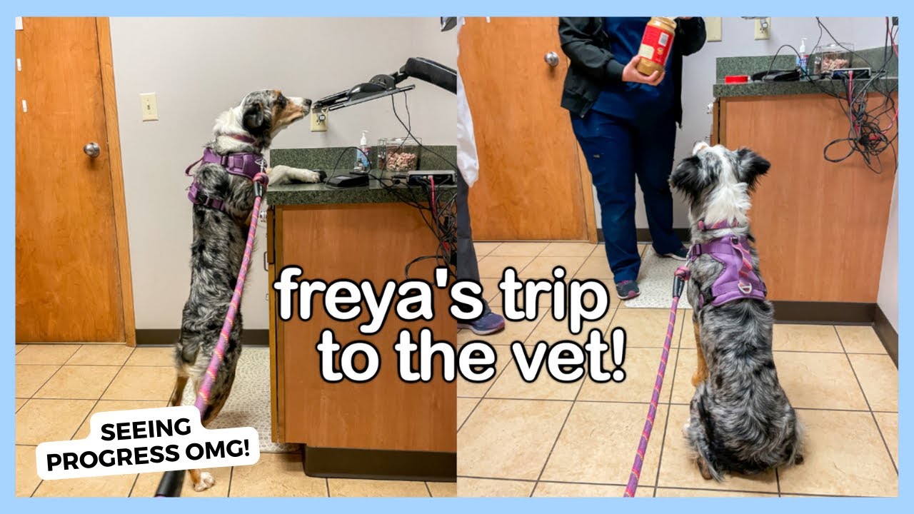 Freya's 1 Year Vet Check Up! How Much It Cost $$$, Her PROGRESS, & Something BIG is Happening Soon!