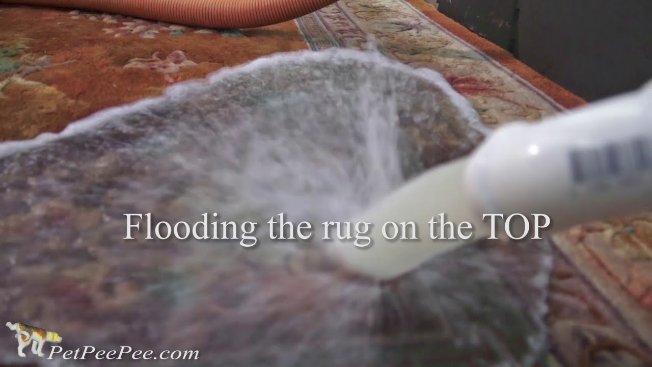 Don't Ask How much to clean Oriental rug from urine Odor