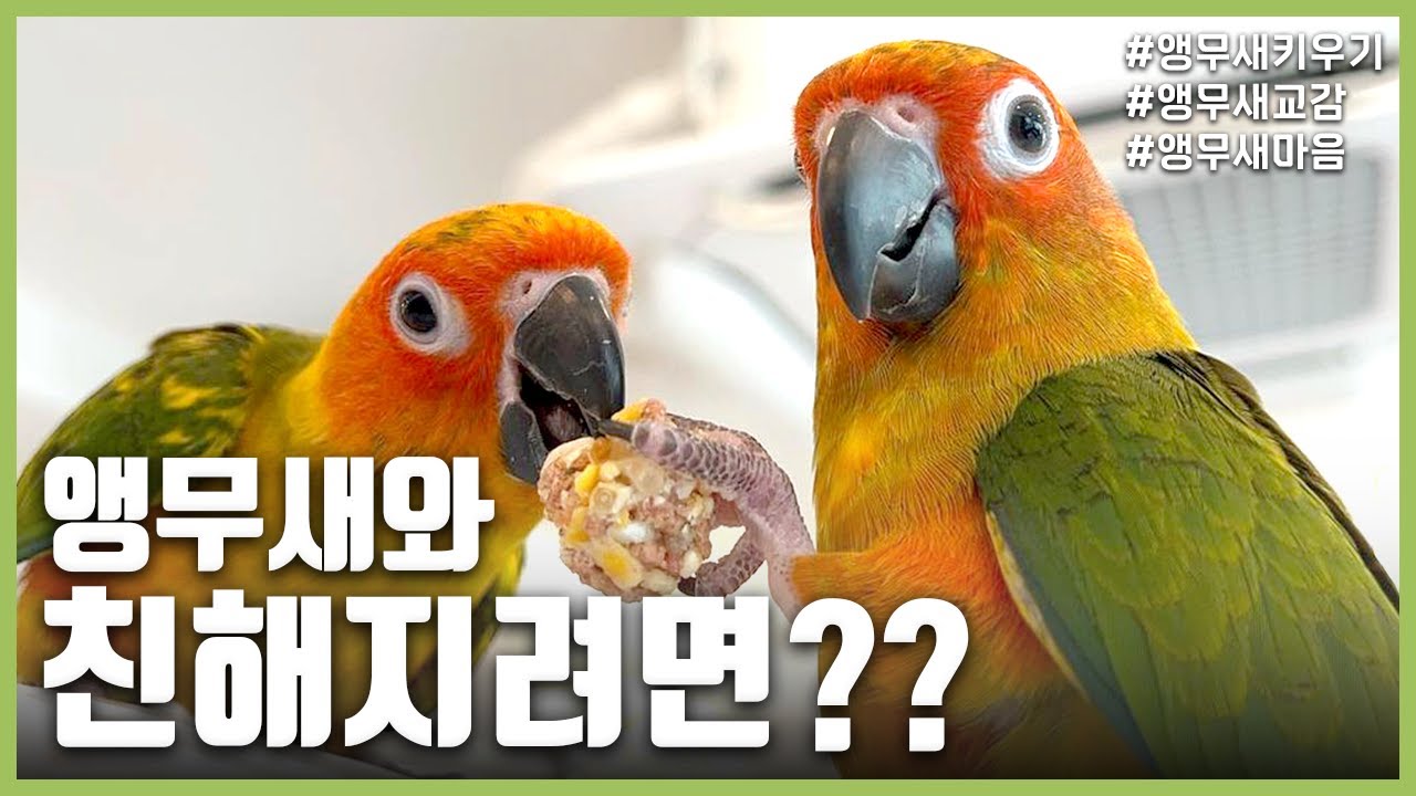 [앵무새키우기] 앵무새와 친해지려면??