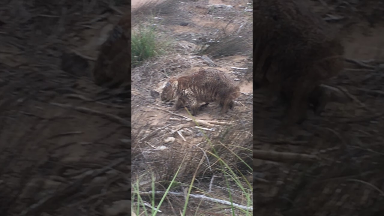 Wombats in Tasmania