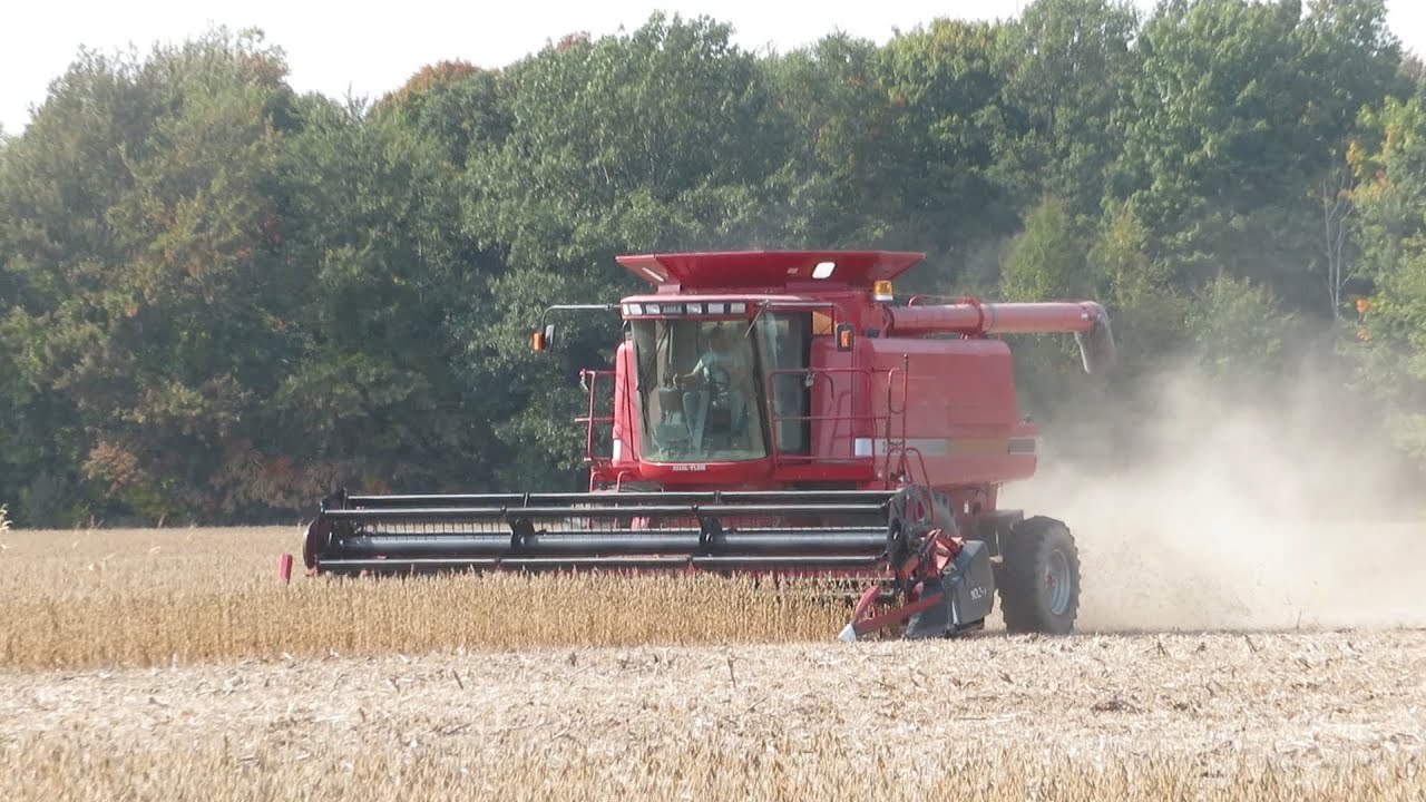 Case IH 2388 Combine Harvesting Soybeans 2020