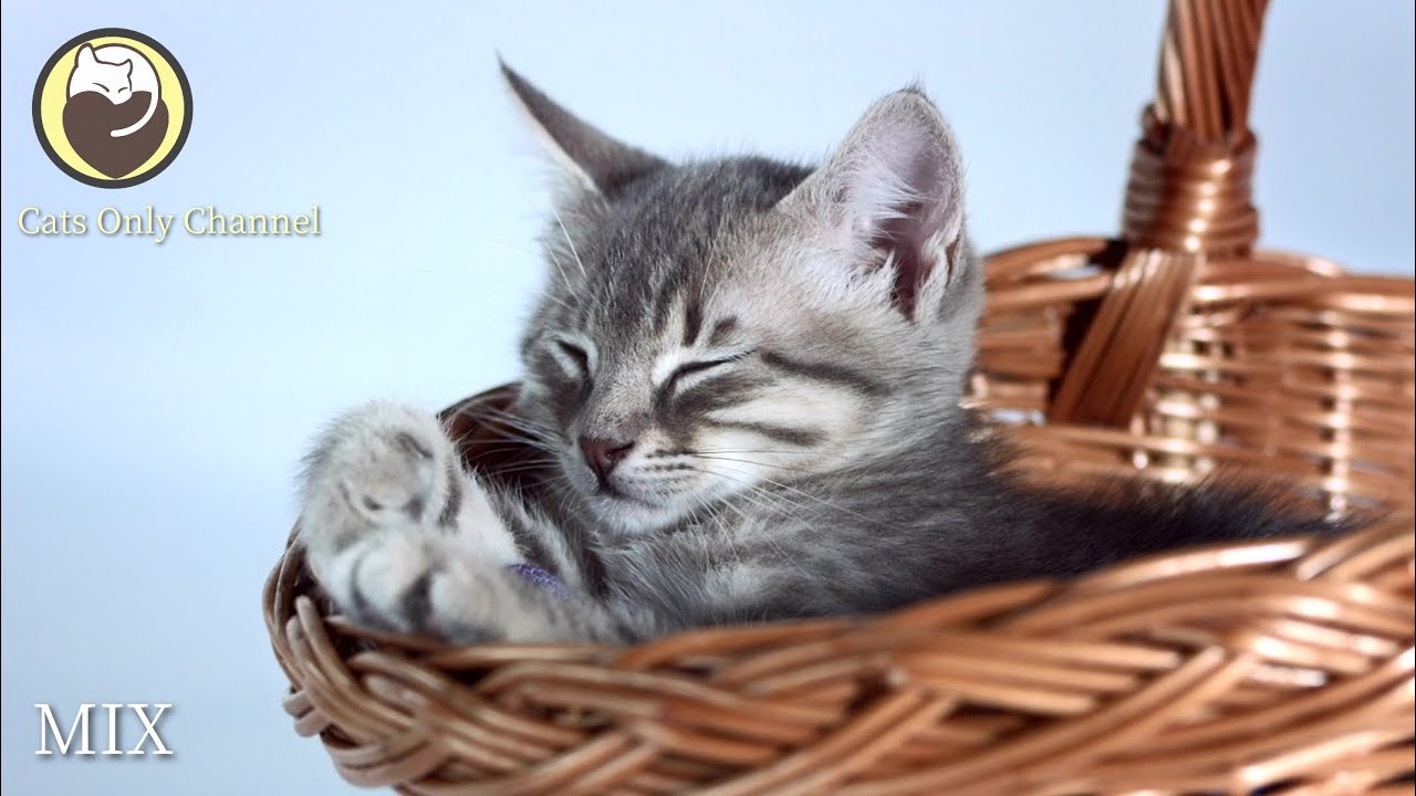 Calming Sleep Music for Cats - Peaceful Music to Relax and Calm Cats
