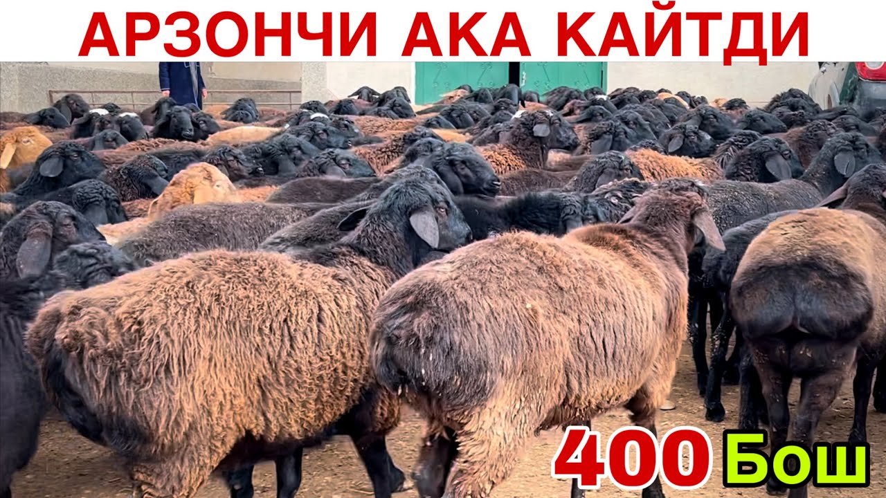 400 Бош Етиб Келди! ☎️+998 77 320 0909 ☎️+998 930737273