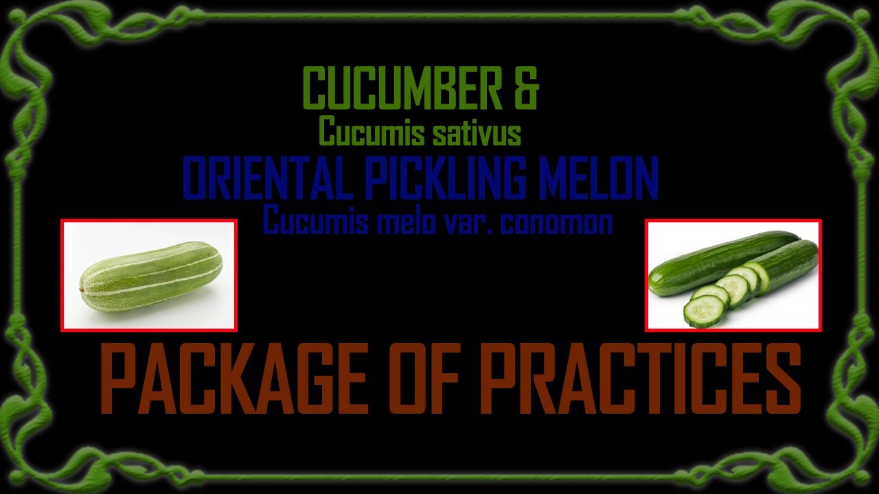 PACKAGE OF PRACTICE -  CUCUMBER