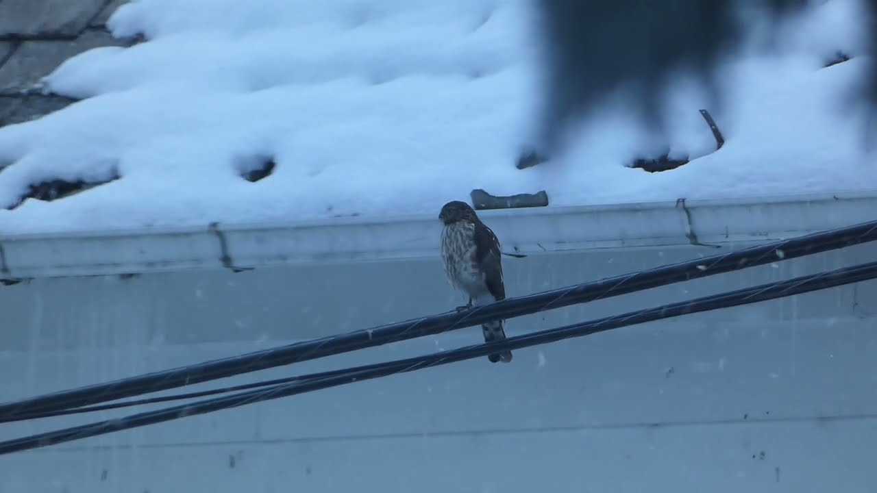 A Cooper’s Hawk standing on one leg. 12/30/2025 @mattmathias2119 