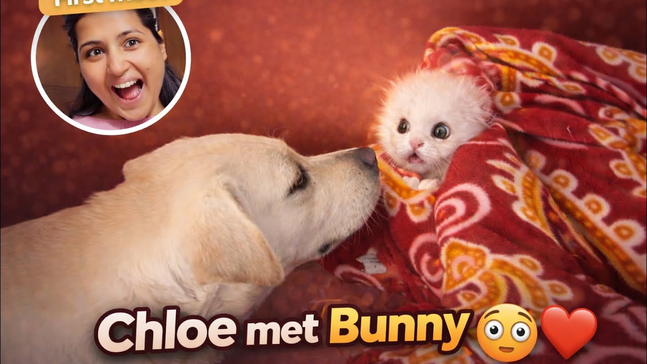 Chloe aur Bunny ki Pehli Mulaqat 😳🐶🐱| So Dangerous 