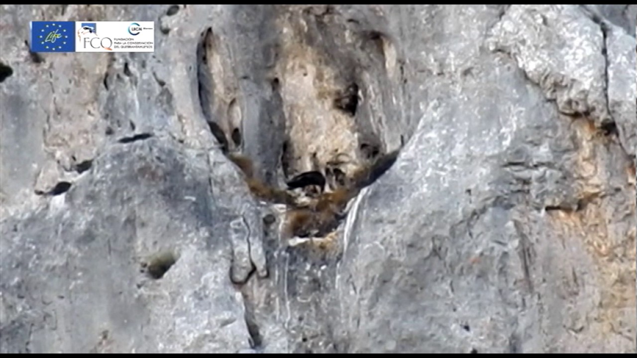 El quebrantahuesos vuelve a reproducirse en Picos de Europa