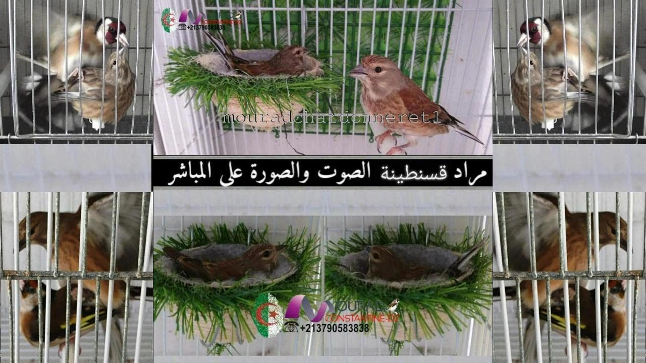 مراد قسنطينة يعرض عليكم فيديو يشرح فيه انواع السلالات لطائر التفاحي 2021