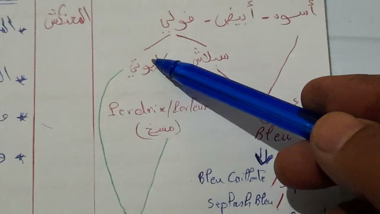 طريقة انتاج دجاج القزم التونسي (دجاج مصري) في ألوان حديثة