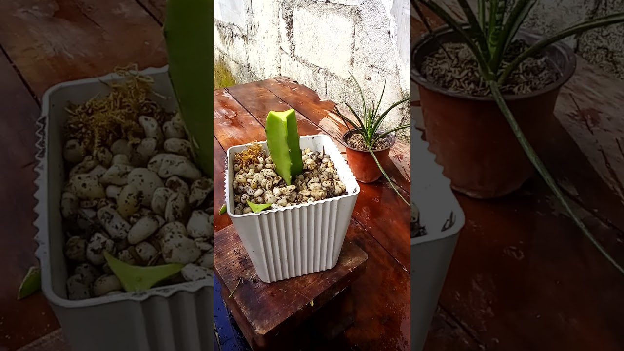 Grafting Chiristmas Cactus.                #subscribe,For more