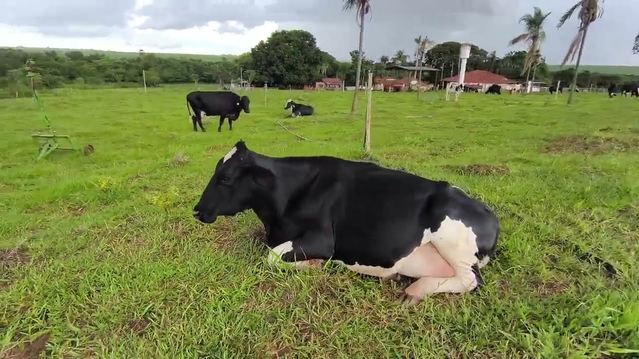 pariu duas vaca e as bezerra  misturo não sei quem é a mãe  de quem é  quem 