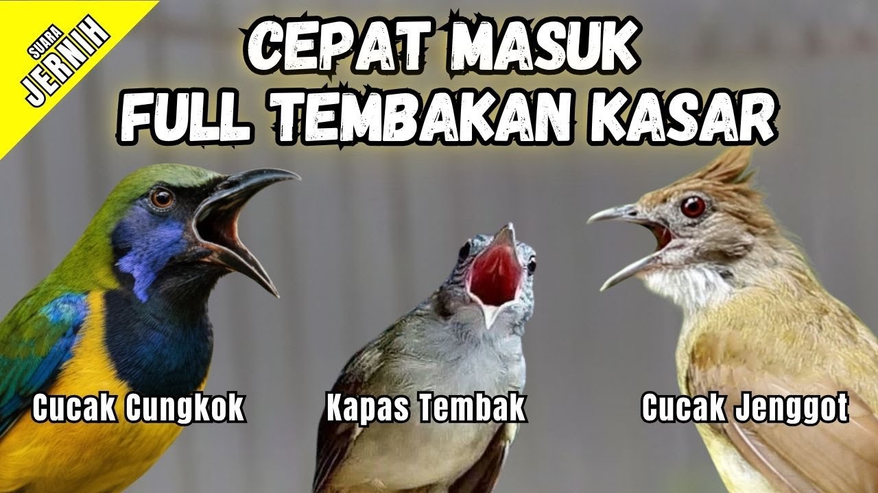 Masteran Full Tembakan Kasar Cepat Masuk | Cucak Jenggot - Kapas Tembak - Cucak Cungkok