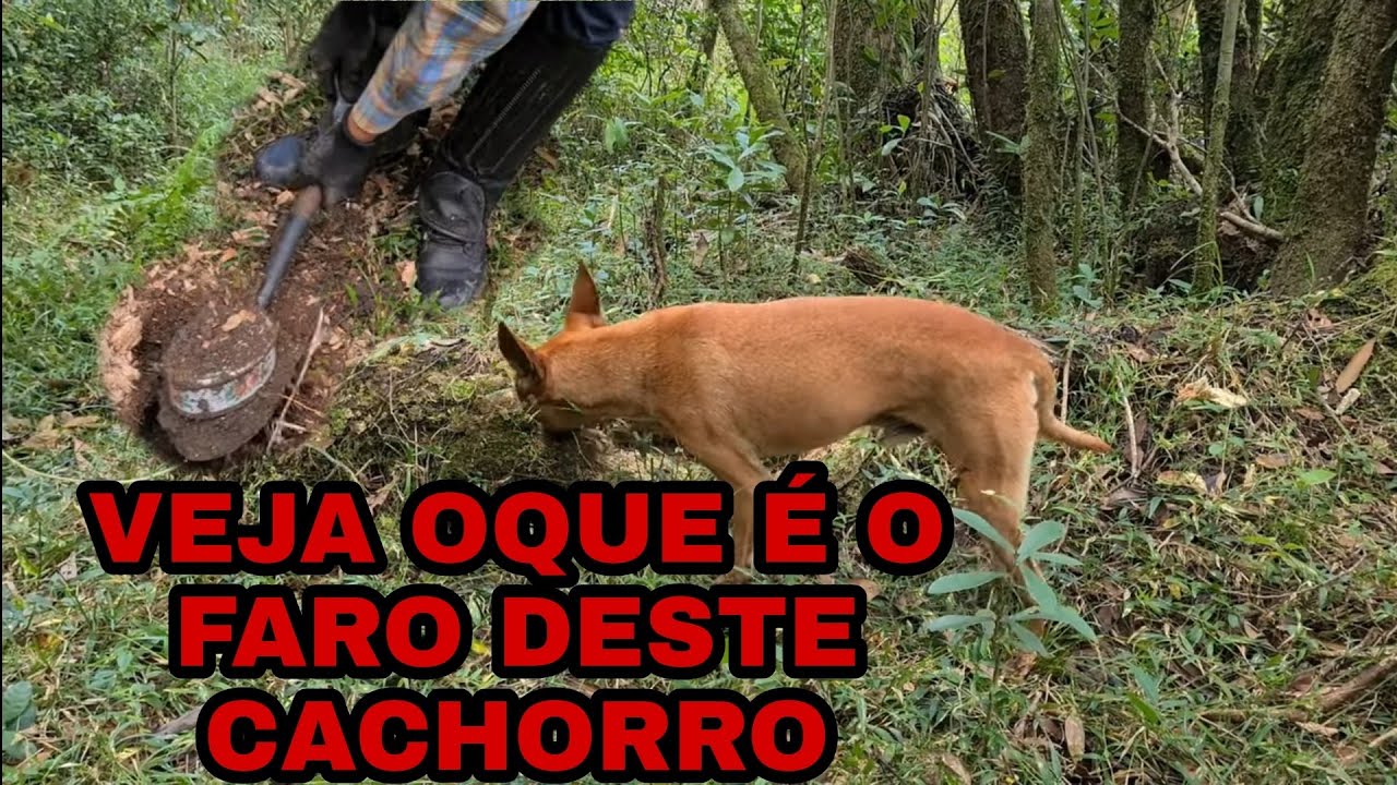 INCRIVEL QUE O CACHORRO FAREJOU ISSO. (JACK CHARLES) E (FAISCA)