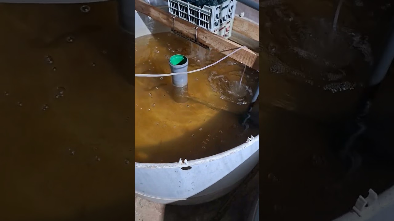 Узв в сарае рыбка растет 