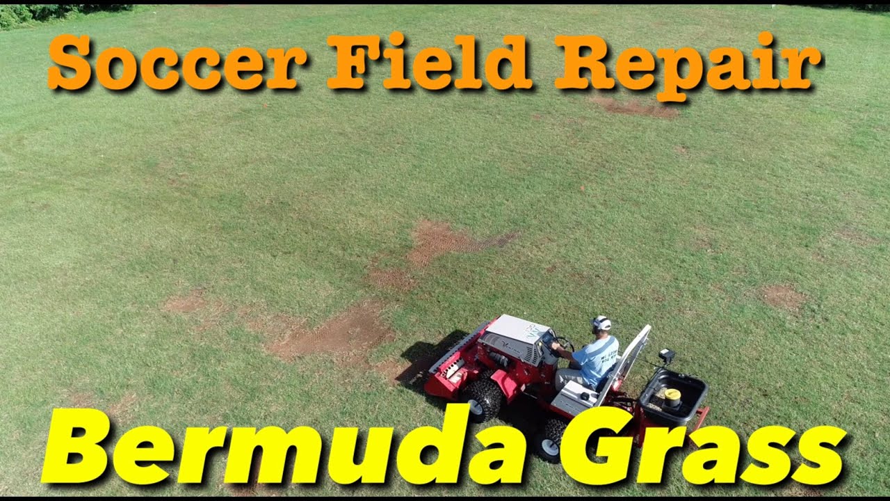 Growing Bermuda Grass Carbon X Fertilizer