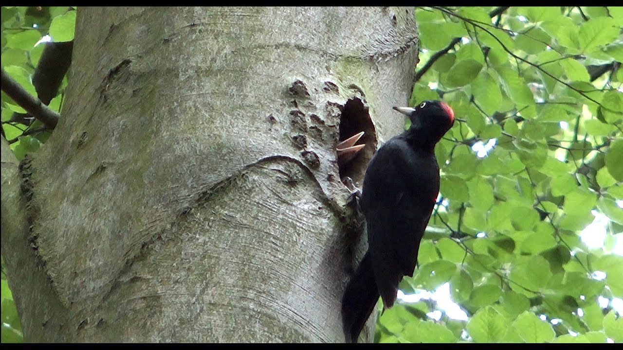NATUUR Kolganzen en spechten in 