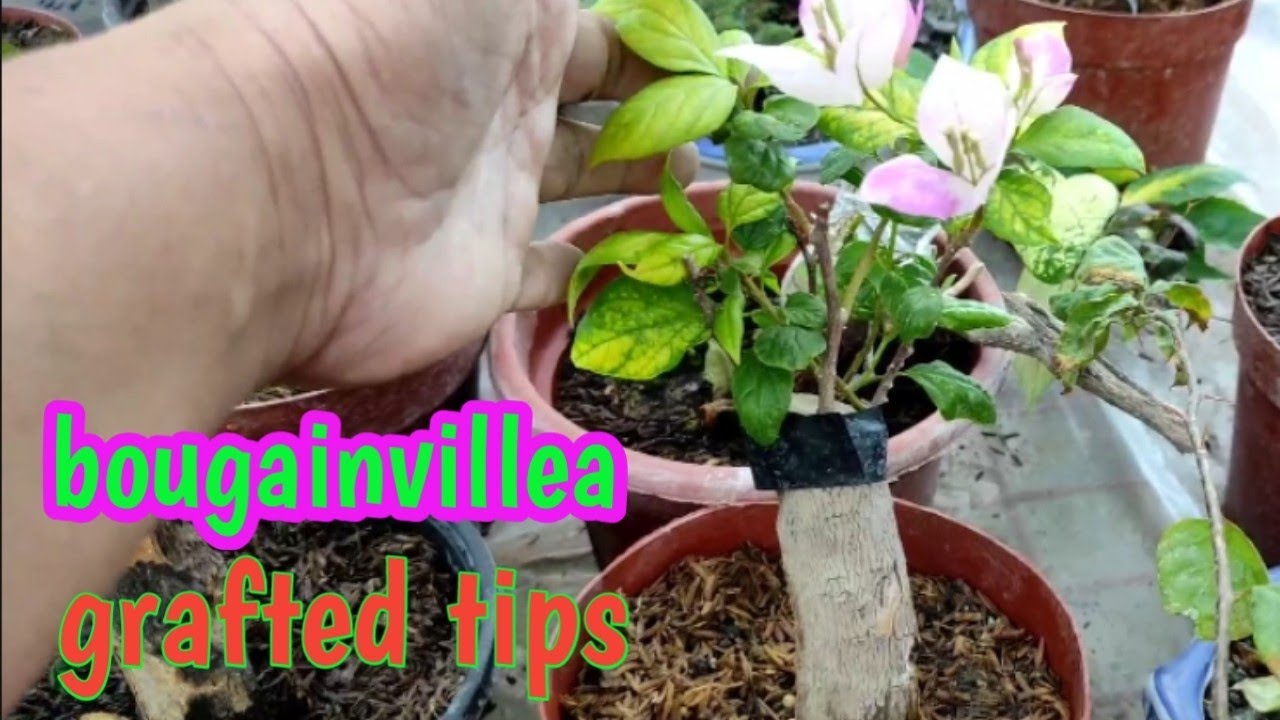 MAGHARVEST TAYO NG GRAFTED BOUGAINVILLEA | tips sa pagpapasingaw ng ICU
