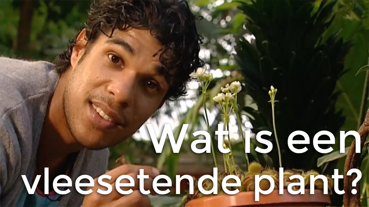 Wat is een vleesetende plant? | Vragen van Kinderen