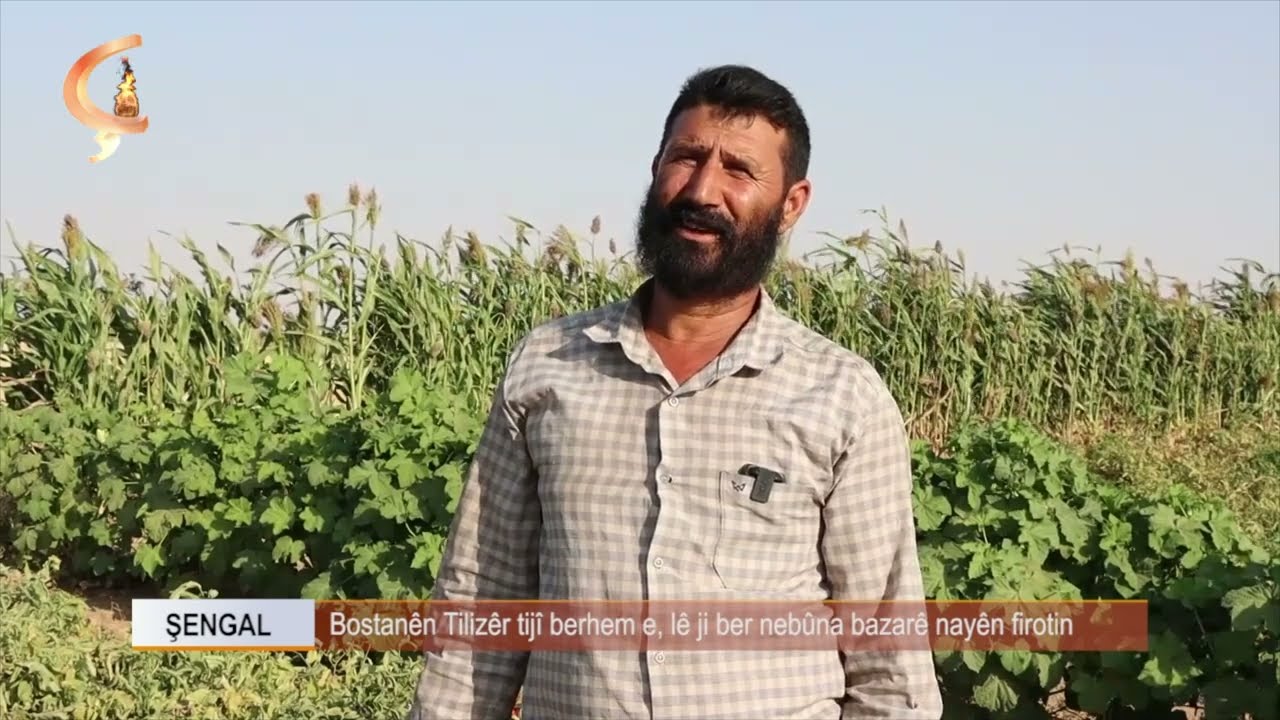 ŞENGAL  |  Bostanên Tilizêr tijî berhem e, lê ji ber nebûna bazarê nayên firotin