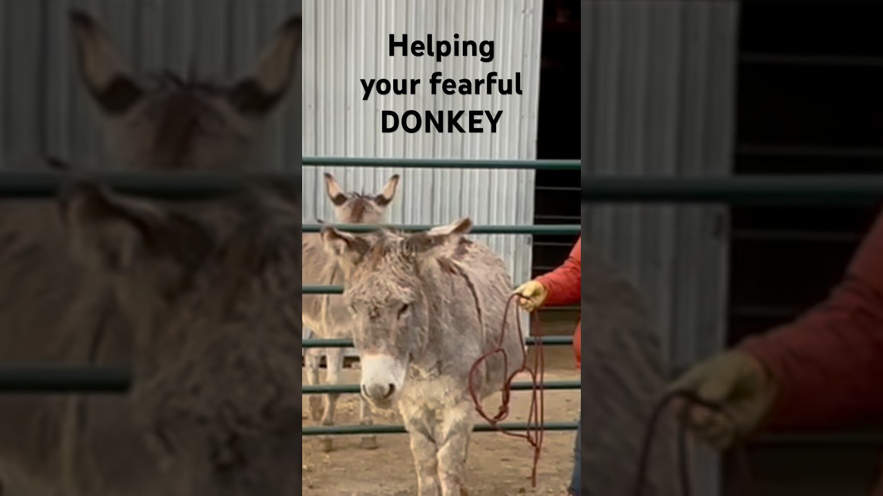 The Art of Halter Training Donkeys | Creating a Lasting Bond